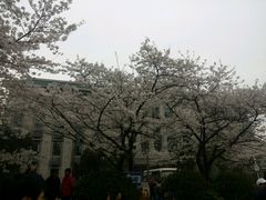 -武汉大学-樱园