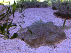 iphone_upload_pic-瑞普利水族馆