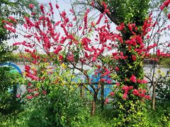 -南汇桃花村