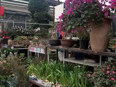 -金科花卉市场