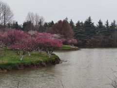 -上海海湾国家森林公园