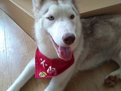 -Husky Go! 哈士奇体验馆·宠物咖啡厅狗咖