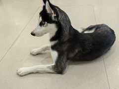 -共舞时光猫咖·狗咖(新街口店)