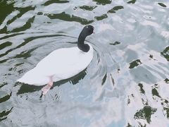 -九龙公园