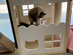 -瞄一喵猫咖(格力海岸店)