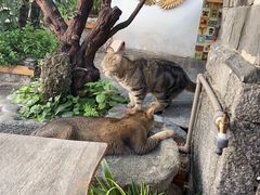 -喵屿·大理花园猫咖