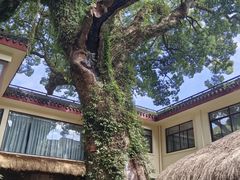 -普陀山雷迪森庄园