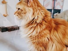 -Heymao猫咖.咖啡厅(东门店)