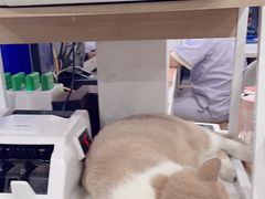-伟伟宠物医院·CT影像中心·瑞派犬猫综合性门诊(汉口总院)