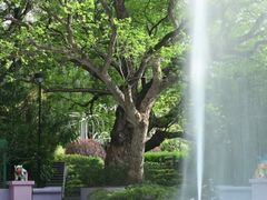 -九龙公园