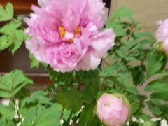 -洛阳宴·洛阳菜(南昌路店)