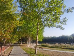 -大兴滨河森林公园