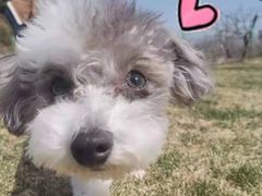 -趣玩宠物乐园寄养训犬训狗游泳池