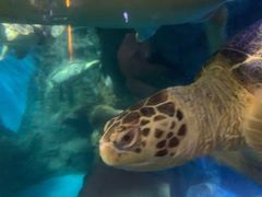 -烟台海昌鲸鲨海洋公园