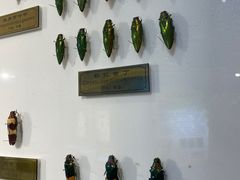 -上海昆虫博物馆