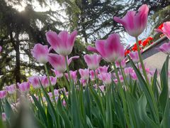 -洛阳郁金香牡丹园