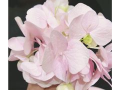 -ZOZO's昌左左精致甜品设计(新北店)