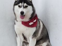 -Husky Go! 哈士奇体验馆·宠物咖啡厅狗咖