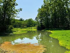 -桤木河湿地公园