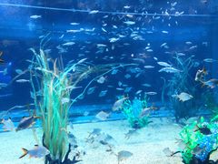 -芜湖新华联大白鲸海洋公园