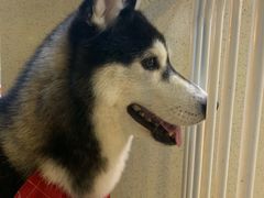 -Husky Go! 哈士奇体验馆·宠物咖啡厅狗咖