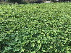 -意大利农场度假村