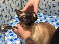 -FAELING PETS美天灵宠物(富力广场店)