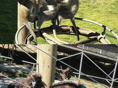 -西霞口神雕山野生动物世界