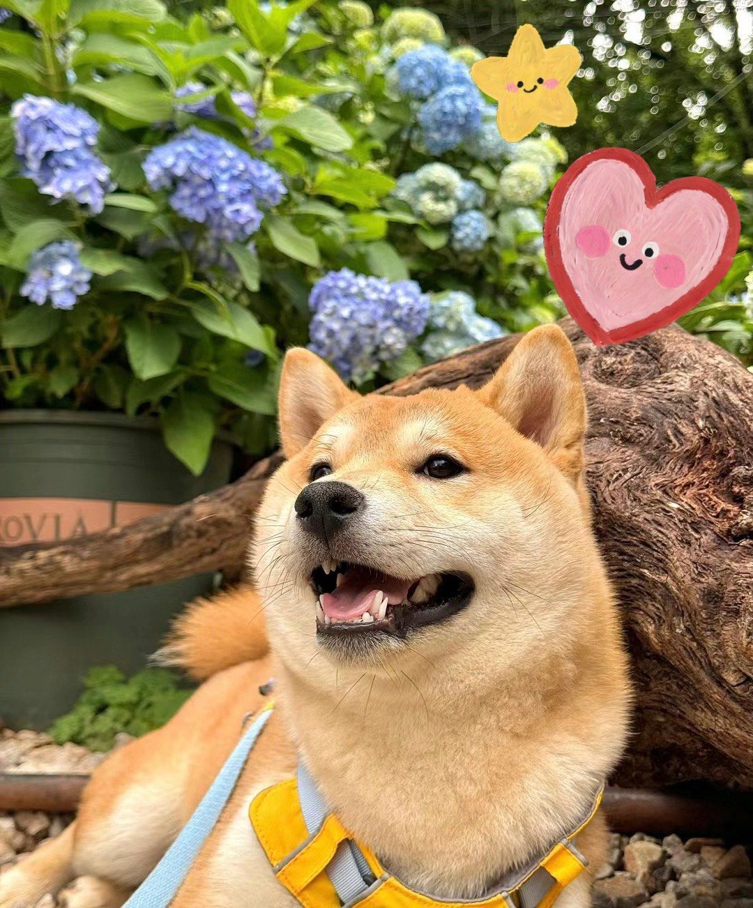 绣球花丛中的狗狗太治愈啦[爱心]