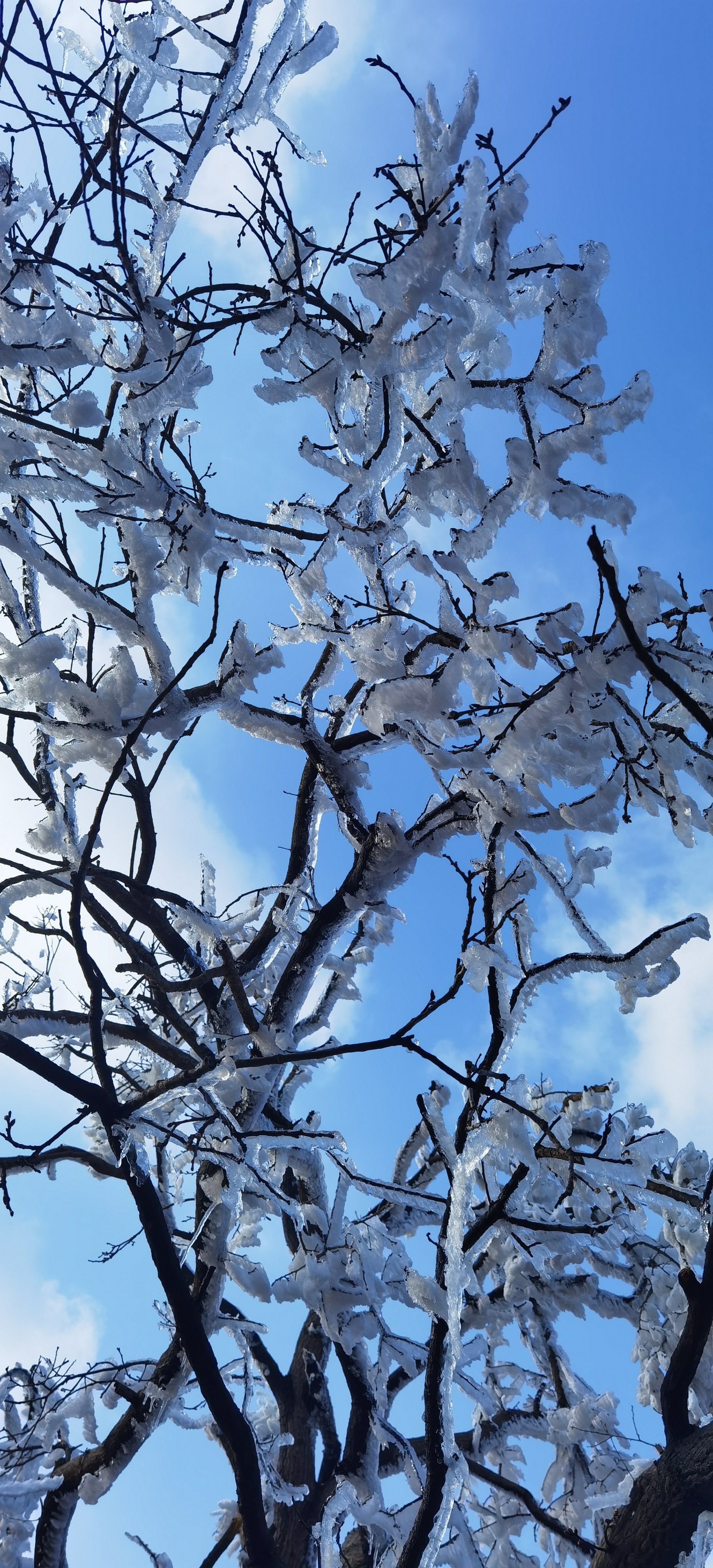 南京雪景紫金山图片