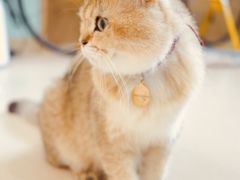 -猫在这儿猫咪咖啡馆·撸猫馆