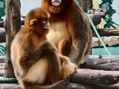 -西霞口神雕山野生动物世界