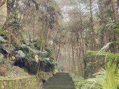 -铁山坪森林公园