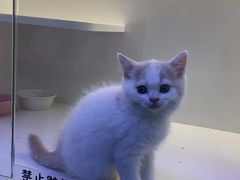 -小猫来了·猫咪专售(红山六九七九店)