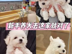 -翊宠yipet猫狗购宠庄园犬舍•猫舍