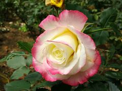 -人民公园(罗湖区)