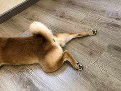 -浣熊柯尔鸭土拨鼠·电玩咖