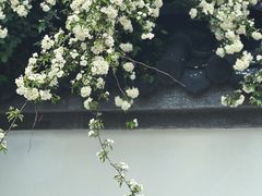 -龙华寺