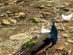 -栾川竹海野生动物园