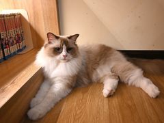 -滚猫咖啡·猫咖·猫友好撸猫(未来城店)