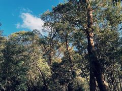 -深圳仙湖植物园