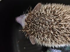 -爱妮康宠物医院·干细胞免疫细胞·肿瘤·心脏(张江店)