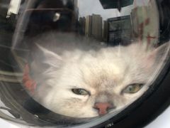 -老吴的猫·猫舍(新区店)