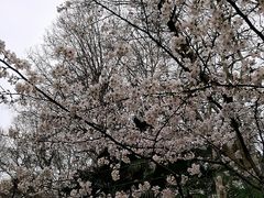 -武汉大学-樱园
