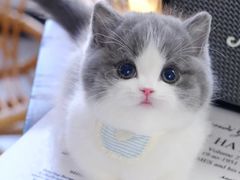 -Bastet sally猫舍购宠(静安店)