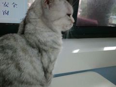 -喵的天空名猫咖啡馆·撸猫·猫舍·用品