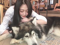 -Dog in Town Ekkamai