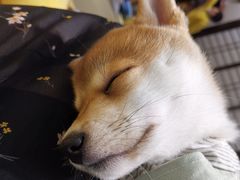 -逗柴咖啡屋·狗咖猫咖宠物桌游