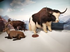 -陕西自然博物馆