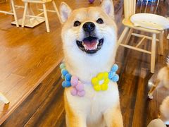 -豆柴町-柴犬主题狗咖(红鼎国际C座店)